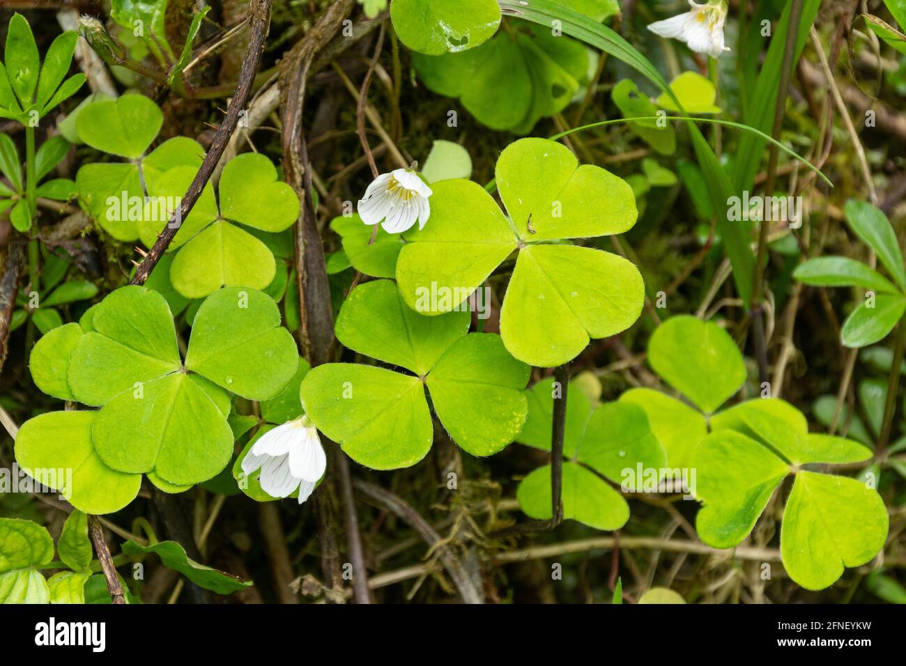 Gewöhnlicher Holzschnäpfler (Oxalis acetosella) mit zarten weißen Blüten im Frühling oder Mai, Großbritannien Stockfoto