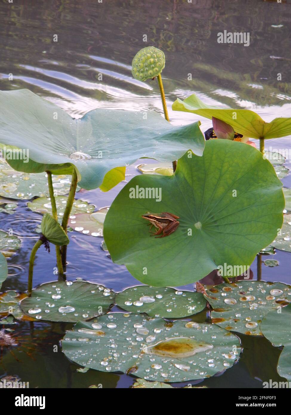 Lilly Pad bedeckt mit Wassertröpfchen in den Ruinen, Bacolod, Philippinen Stockfoto