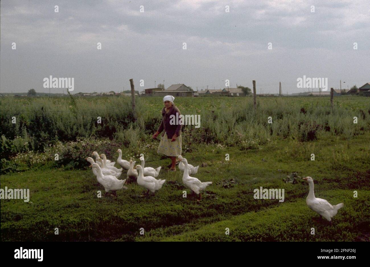 Bäuerin mit einer Herde Gänse in der Nähe von Omsk in Westsibirien. In Sibirien, begannen die Siedlungen der russischen Deutschen (der sibirischen Deutschen) im Jahr 1881 zu erscheinen. [Automatisierte Übersetzung] Stockfoto