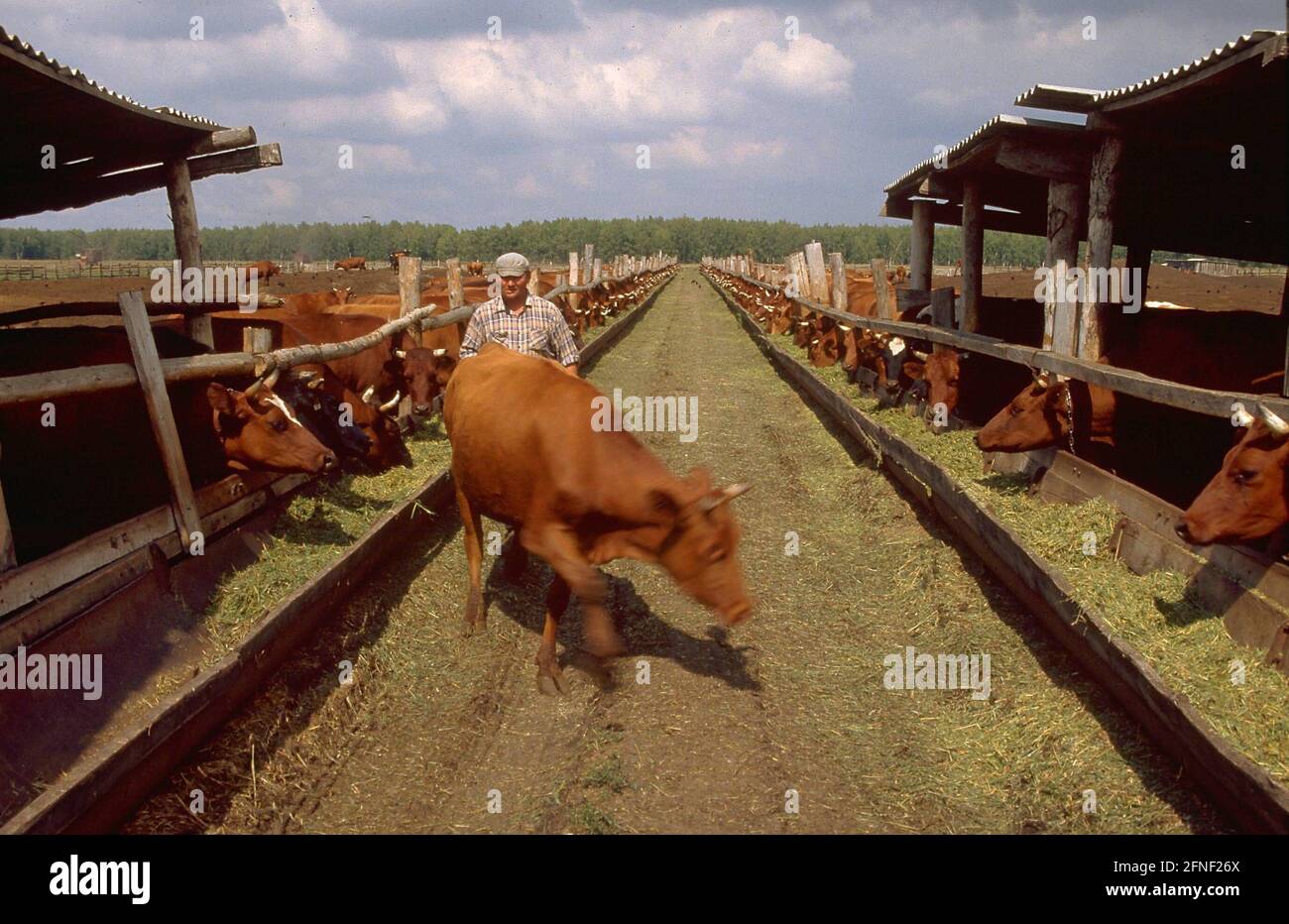 Rinderfarm im deutschen Rayon Asowo in der Nähe des westsibirischen Omsk. In Sibirien wurden ab 1881 Siedlungen von russischen Deutschen (Sibiriensdeutschen) gegründet. [Automatisierte Übersetzung] Stockfoto