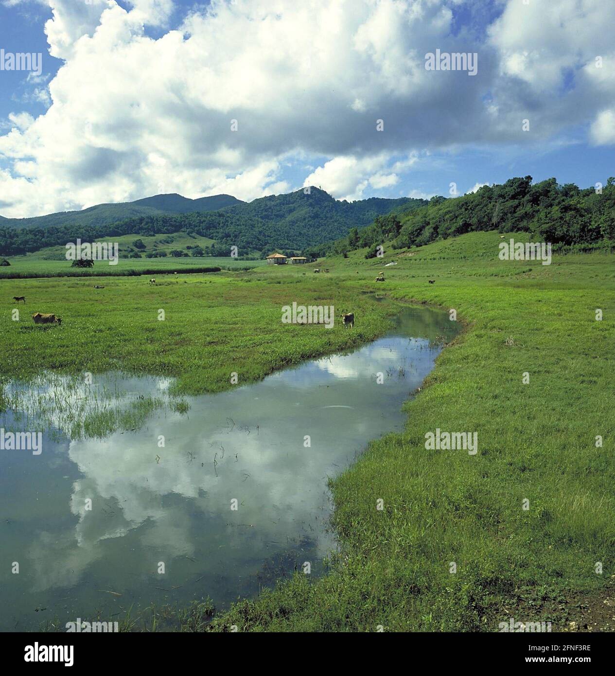 Pastorallandschaft auf der bergigen und bewaldeten Insel Basse-Terre. [Automatisierte Übersetzung] Stockfoto