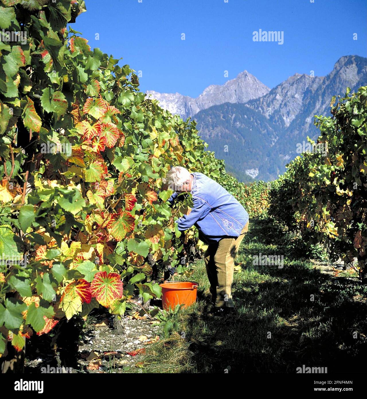 Ein Winzer bei der Weinlese in Graubünden/Schweiz. [Automatisierte Übersetzung] Stockfoto