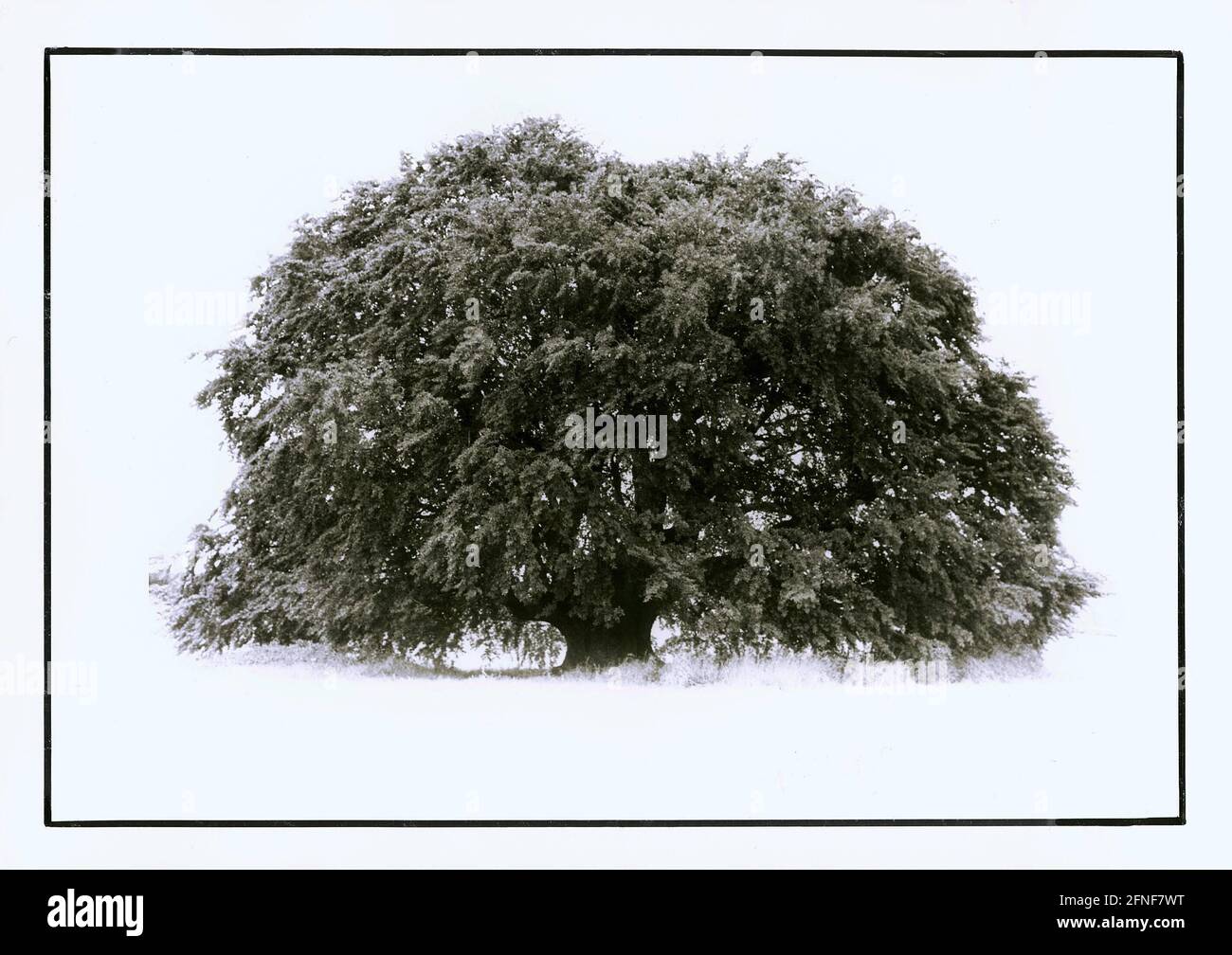 Baum des Jahres 1991: Die Buche. Das Bild zeigt ein Sommermotiv der Bayernbuche bei Pondorf, bei Eichstätt, im August. [Automatisierte Übersetzung] Stockfoto