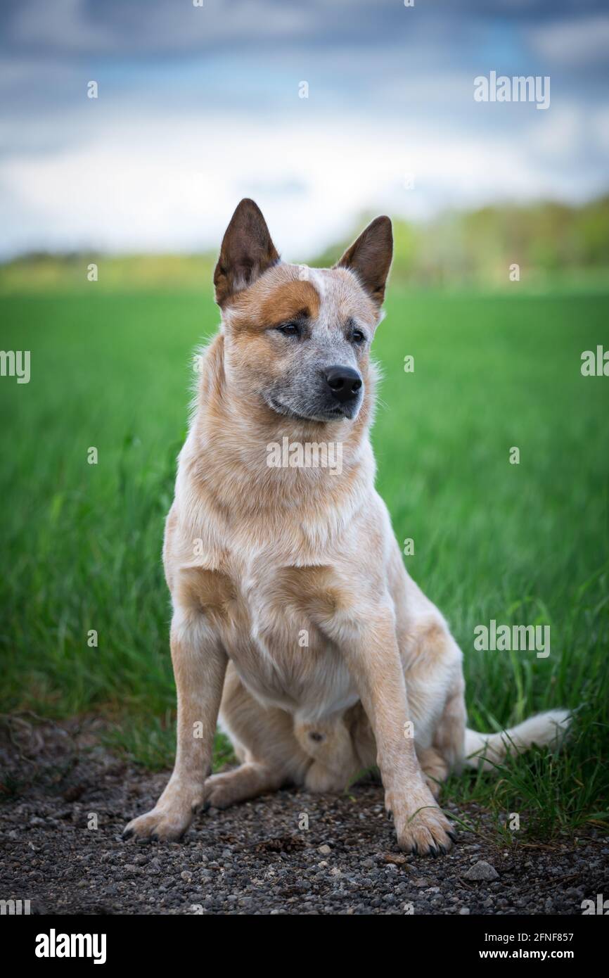 Australian Cattle Dog Stockfoto