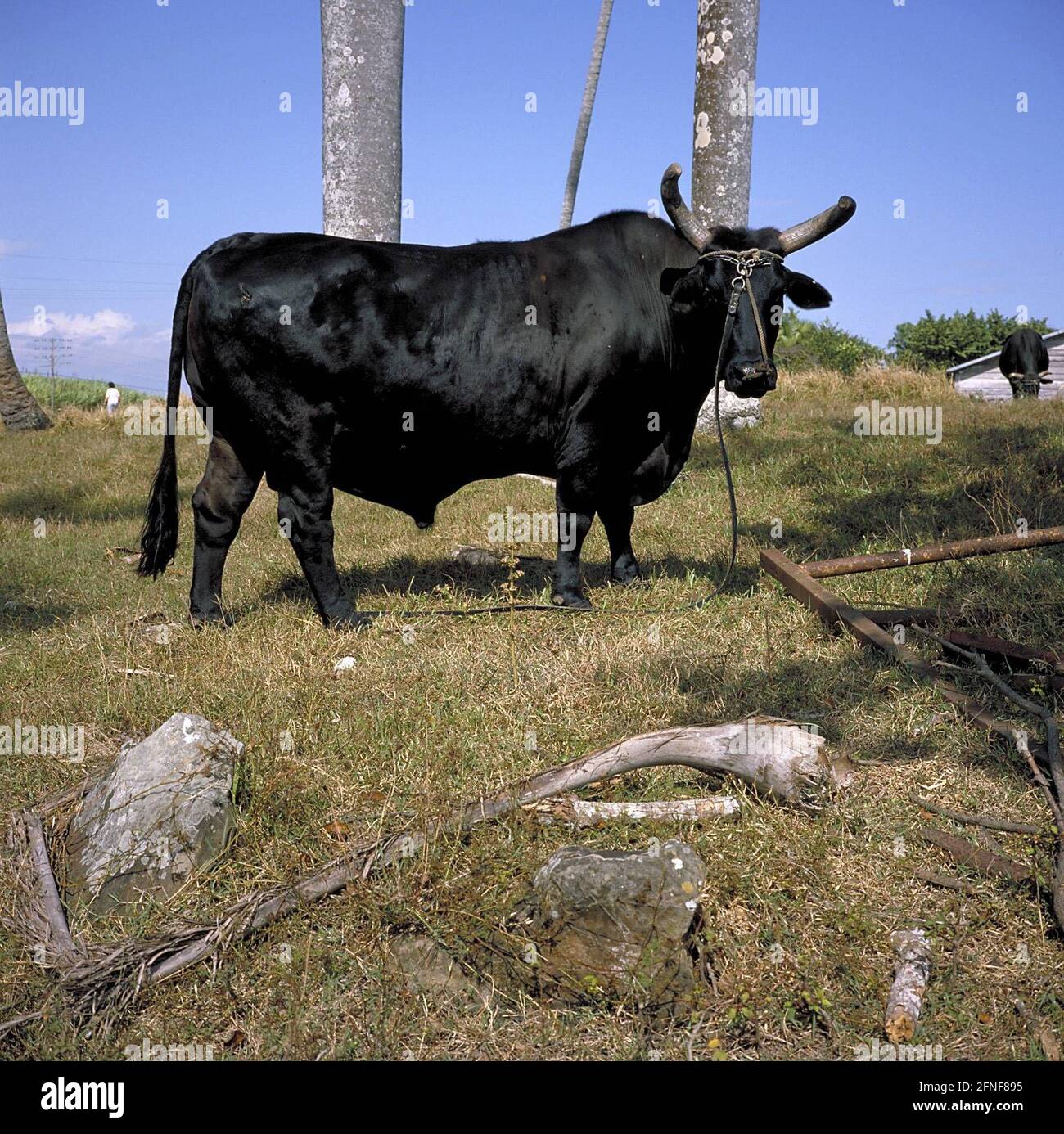 Schwarzes Kubanisches Rindfleisch. [Automatisierte Übersetzung] Stockfoto