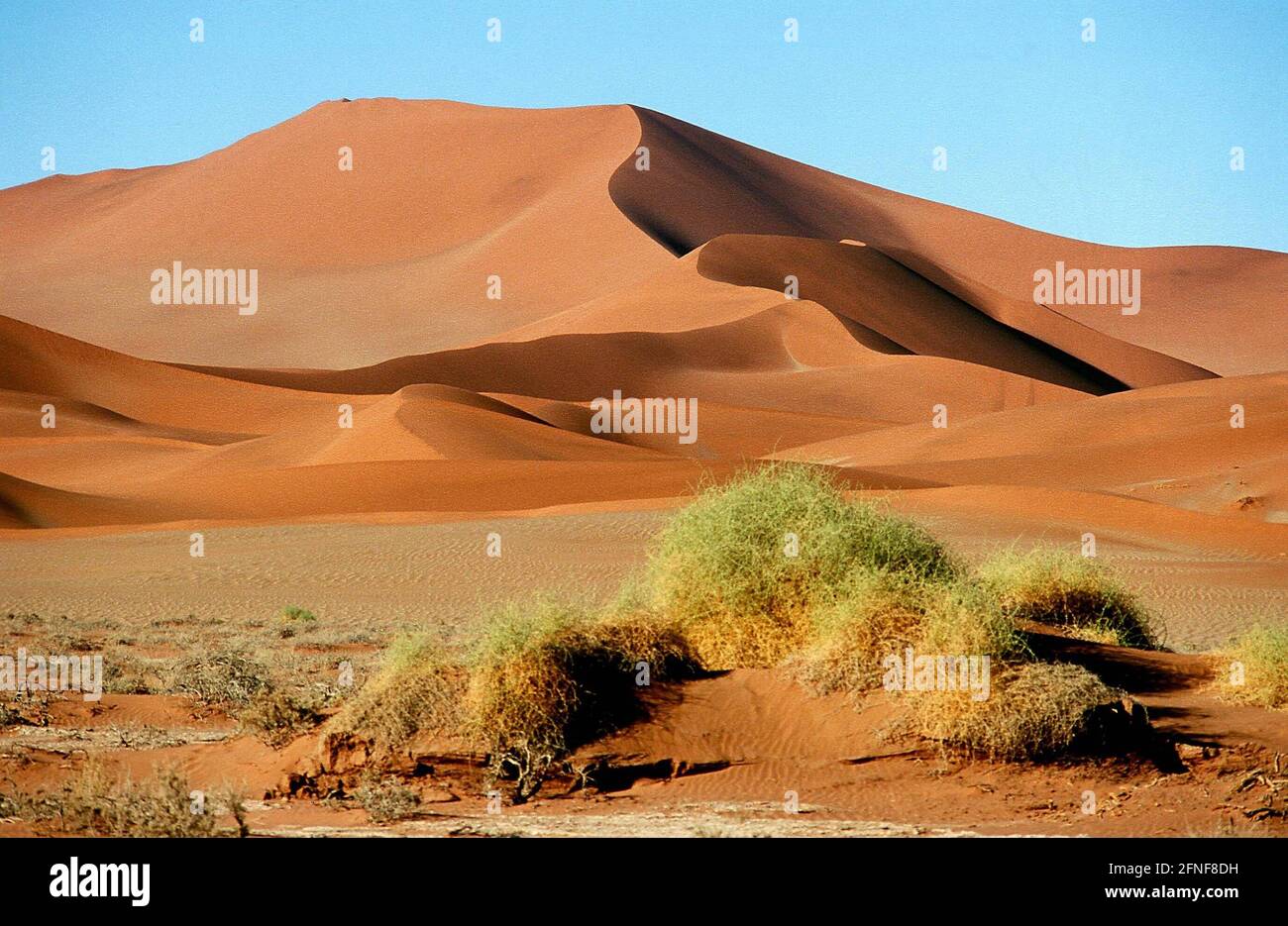 Dünen in Sossusvlei, eine große Tonsenke mit oasenähnlichem Charakter im Namib-Naukluft-Nationalpark, der nur gelegentlich mit Wasser gefüllt ist und von Sanddünen bis zu 300 Meter hoch umgeben ist. [Automatisierte Übersetzung] Stockfoto