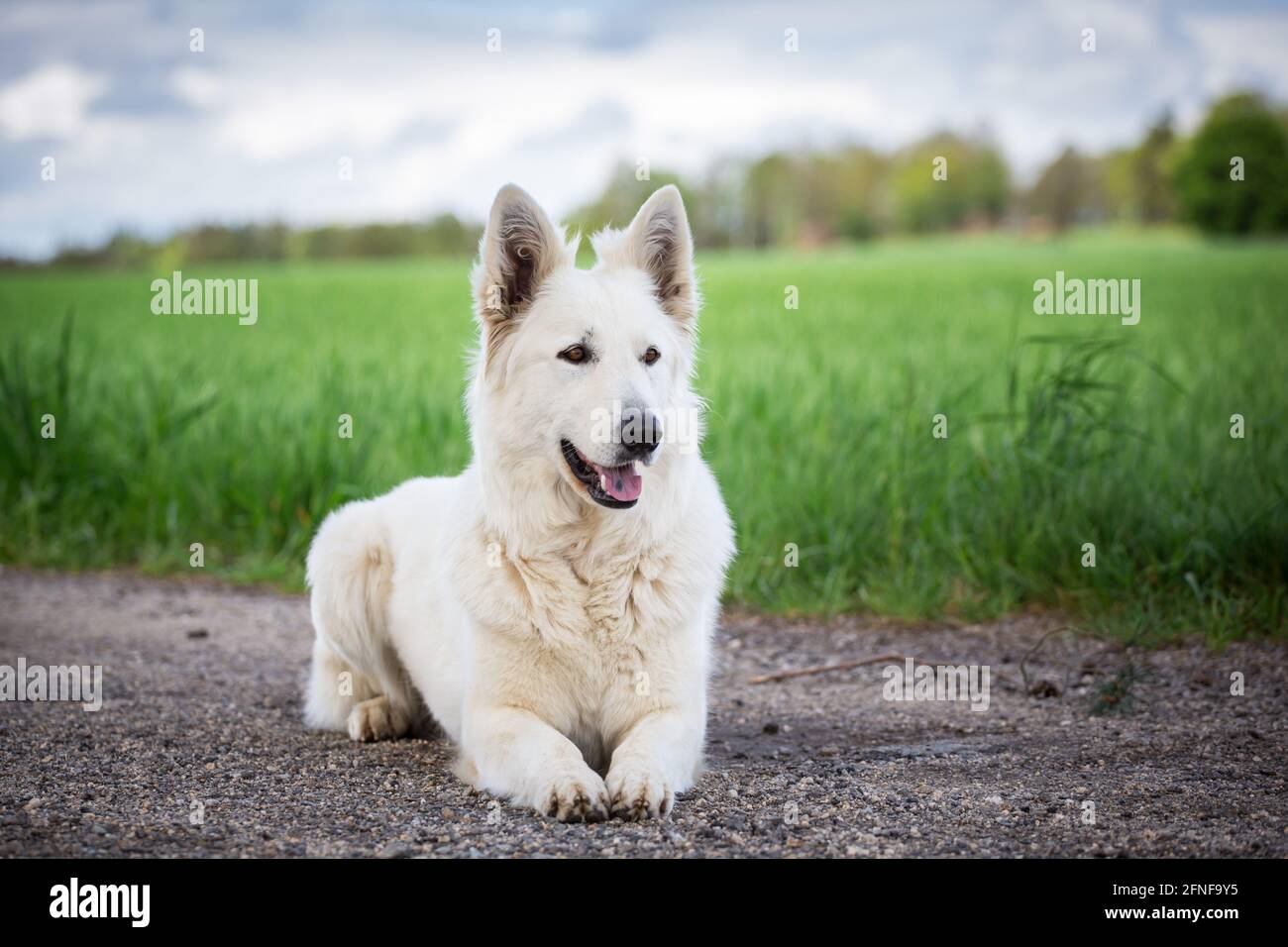 Berger Blanc Suisse Stockfoto