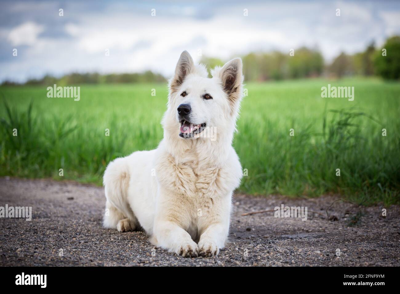 Berger Blanc Suisse Stockfoto