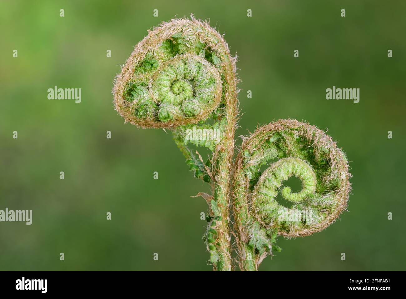 Nahaufnahme zweier junger Triebe des Waldfarns, die sich spiralförmig zusammengerollt und sich im Frühjahr langsam vor grünem Hintergrund öffnete Stockfoto