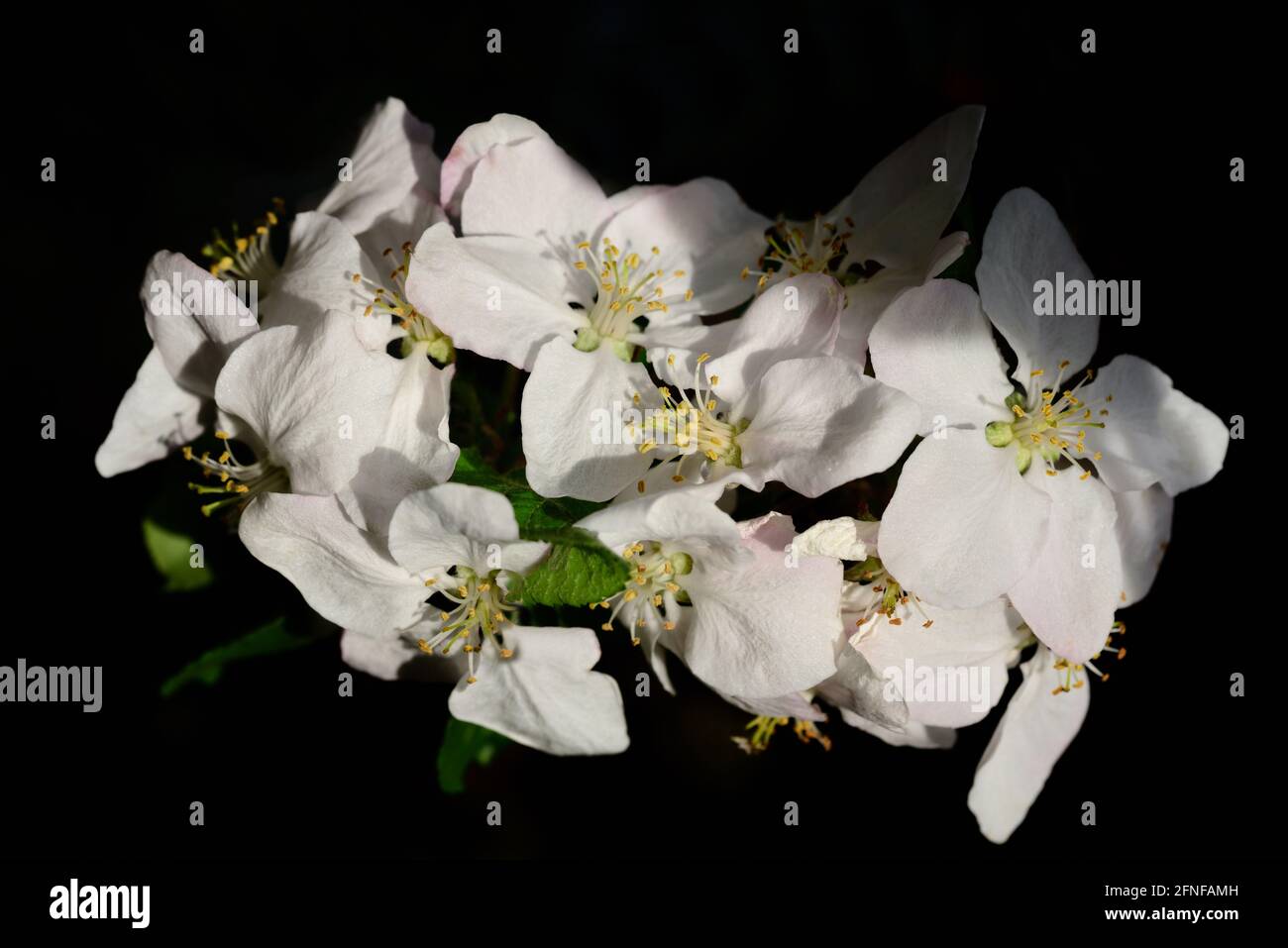 Nahaufnahme der weißen Apfelblüten im Frühling, mit Blütenblättern und Pollen auf dem Stempel, vor dunklem Hintergrund Stockfoto