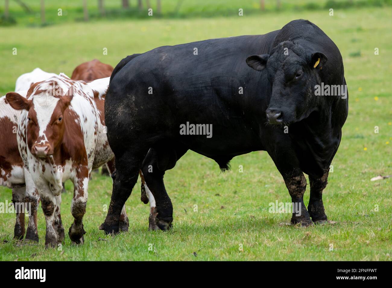 Doppelt so groß: Ein Aberdeen Angus Beef Bull neben einer Ayreshire-Kuh, Beningbrough, North Yorkshire, Großbritannien Stockfoto