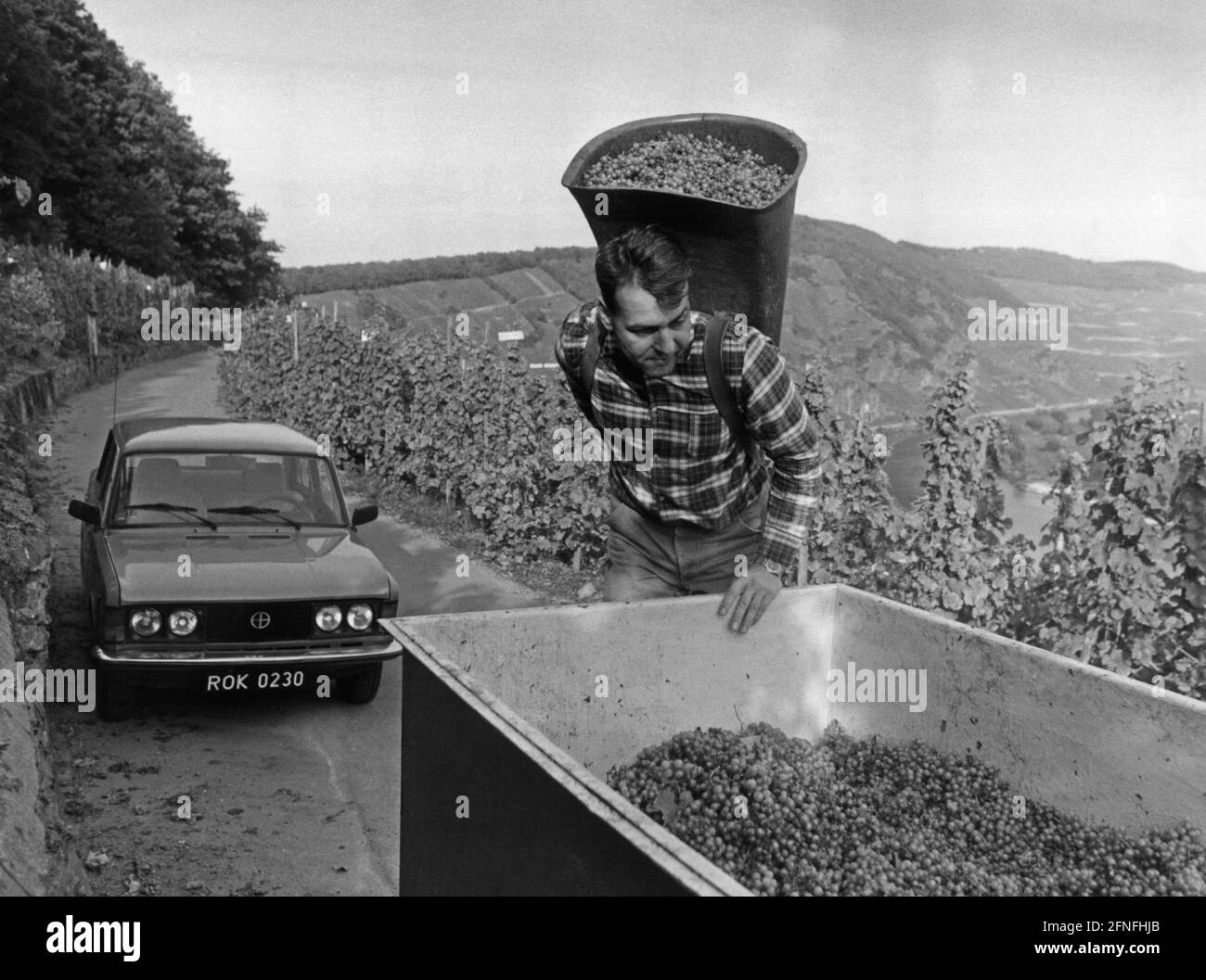 Ein polnischer Saisonarbeiter erntet im Moseldorf Ürzig Trauben. [Automatisierte Übersetzung] Stockfoto