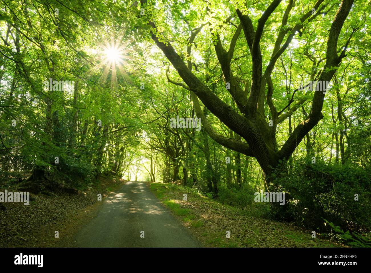 Walfords Gibbet in der Quantock Hills National Landscape bei Nether Stowey, Somerset, England. Stockfoto