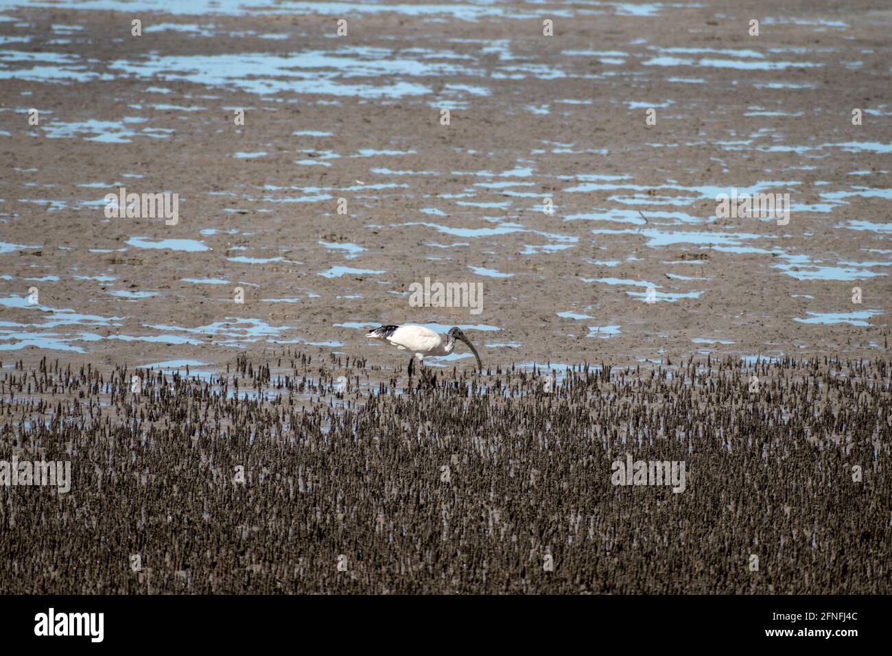 Ein einziger australischer Weißer Ibis (Threskiornis molucca) sammelt bei Ebbe Nahrung auf den Schlammflächen der Pumicestone Passage, in der Nähe von Brisbane, Queensland, Stockfoto