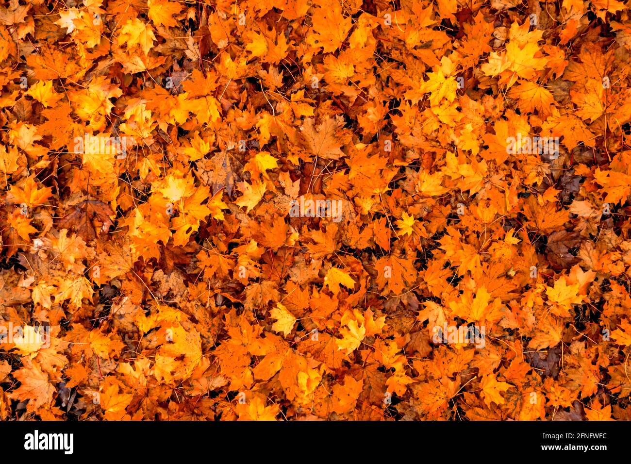 Bunte saisonale Herbst Hintergrund Muster, Teppich aus gefallenen Waldblättern. Stockfoto