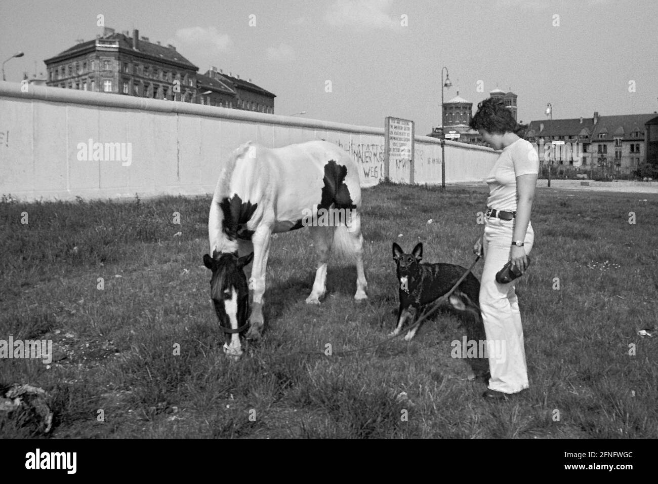 Berlin-Bezirke / DDR / Mauer / 1983 Kreuzberg, an der Adalbertstraße. Vor der Mauer grast ein Pferd. Dahinter liegt Berlin-Mitte. Kreuzberg, eigentlich ein innerstädtischer Stadtteil, liegt am Rande von West-Berlin. // Natur / Tiere / Geschichte / Ansichten des Kommunismus [automatisierte Übersetzung] Stockfoto