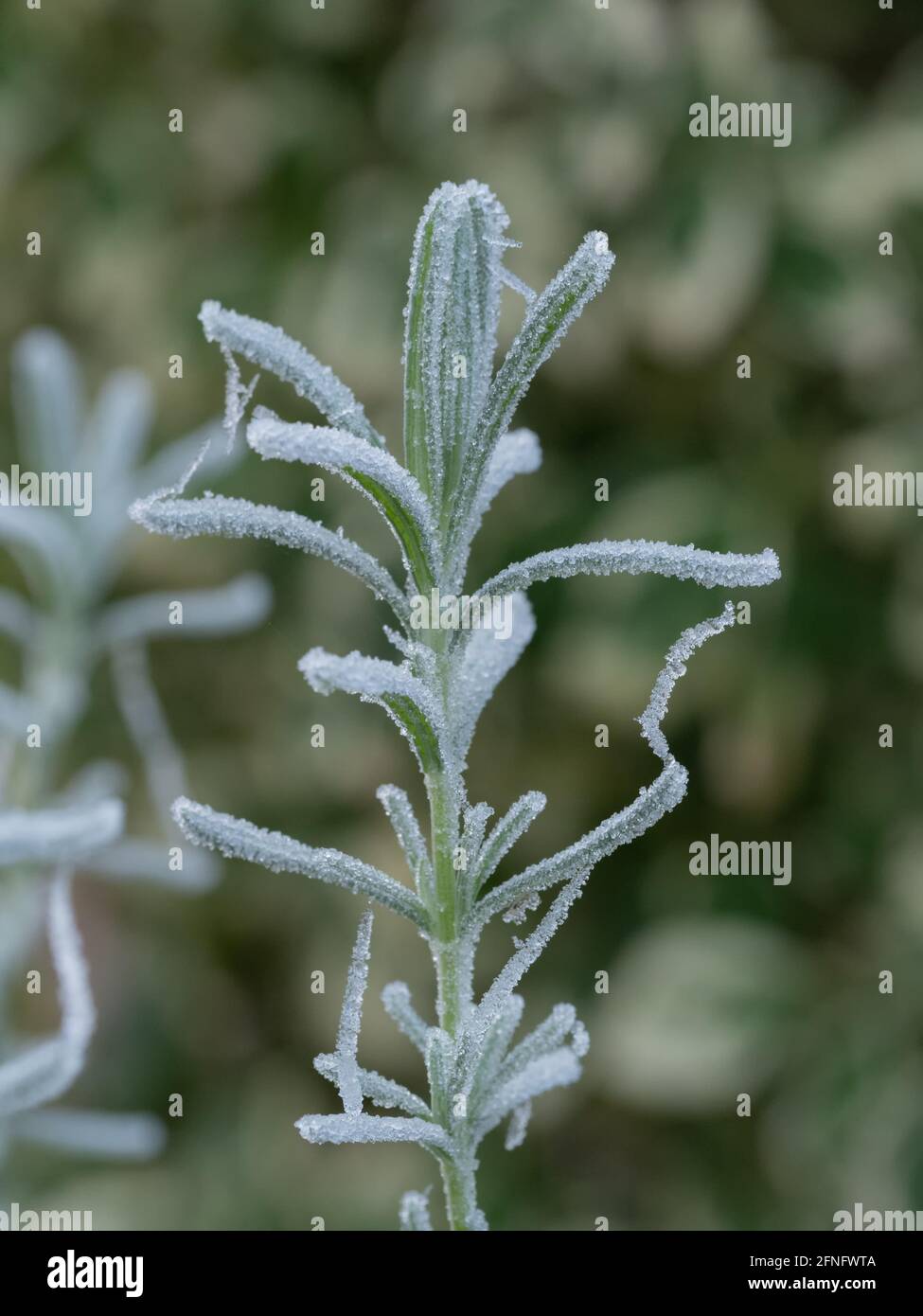 Nahaufnahme der gefrorenen Rosmarinpflanze Stockfoto
