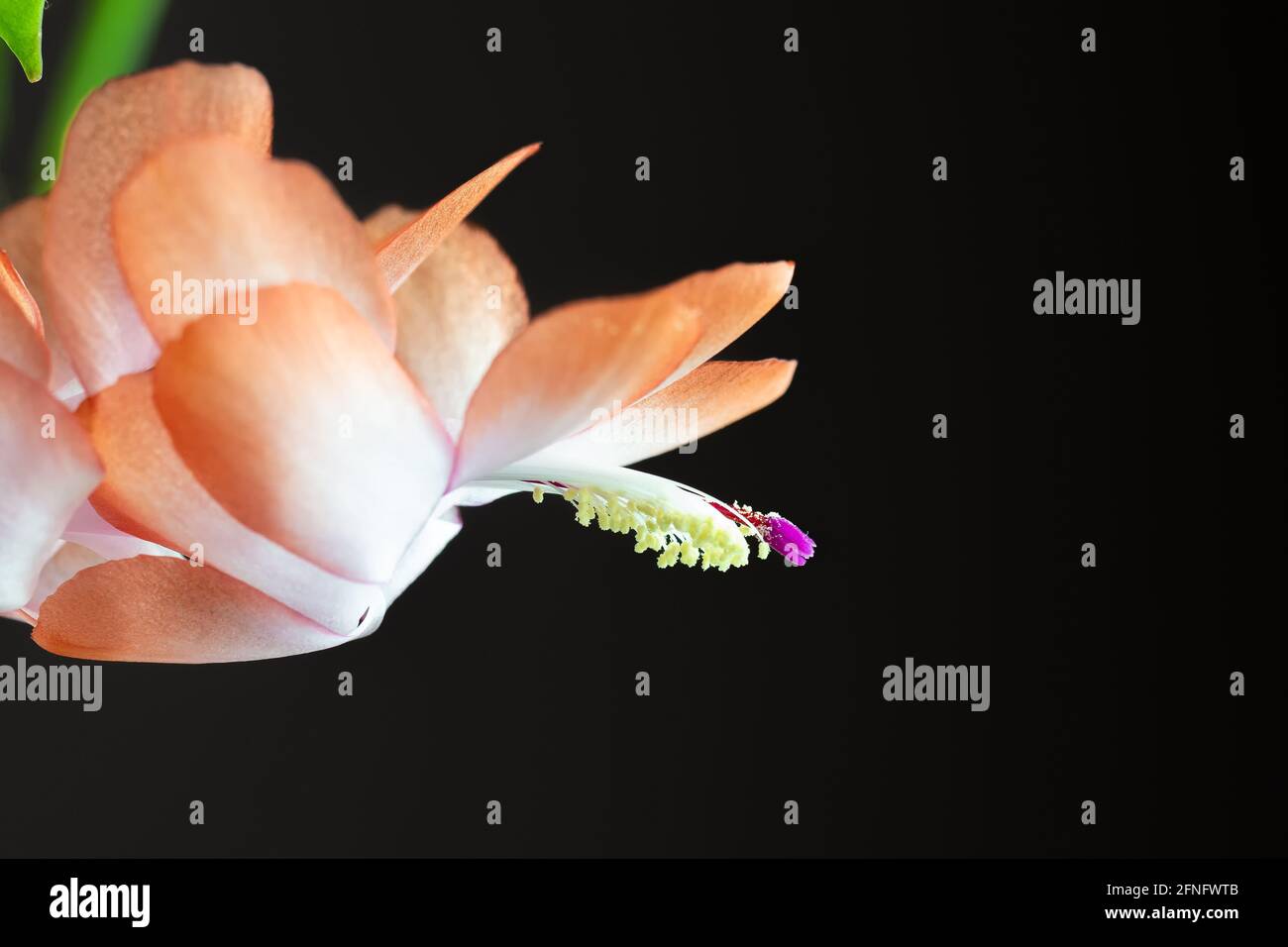 Makrofoto einer Blume des Kaktus Schlumbergera Stockfoto