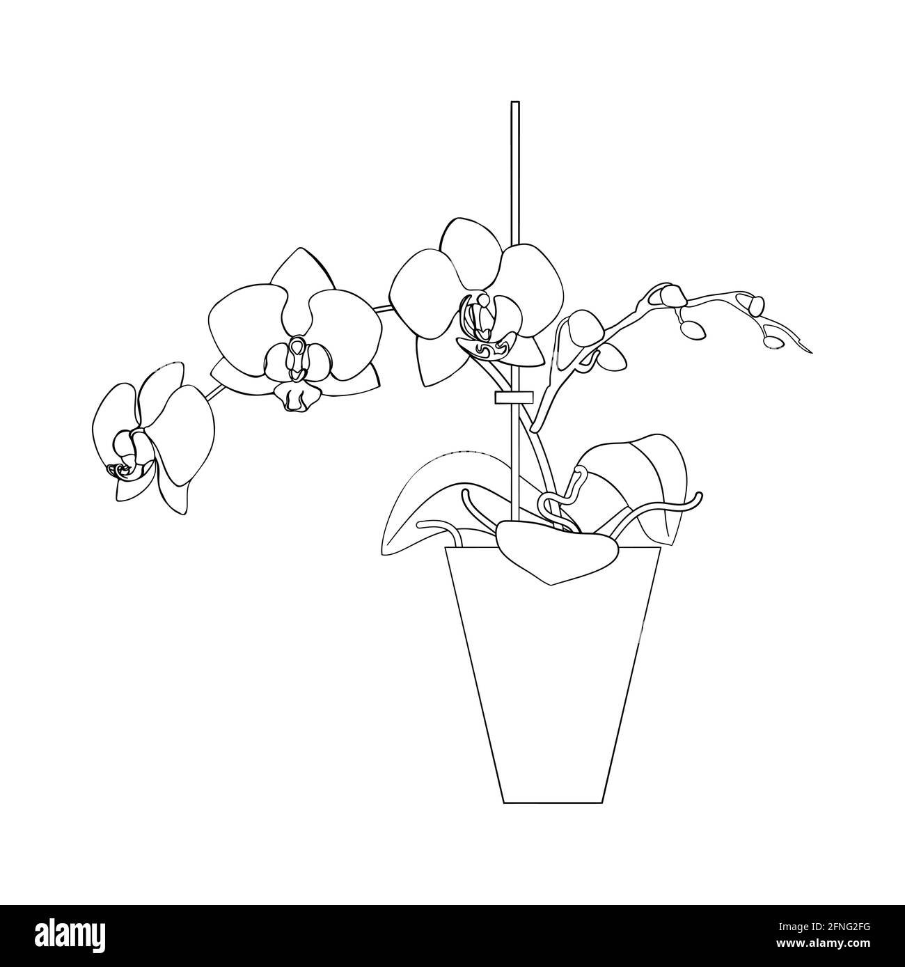 Line Art schwarz tropisch Topfhaus Pflanze Motte Orchidee isoliert Auf weißem Hintergrund Stock Vektor