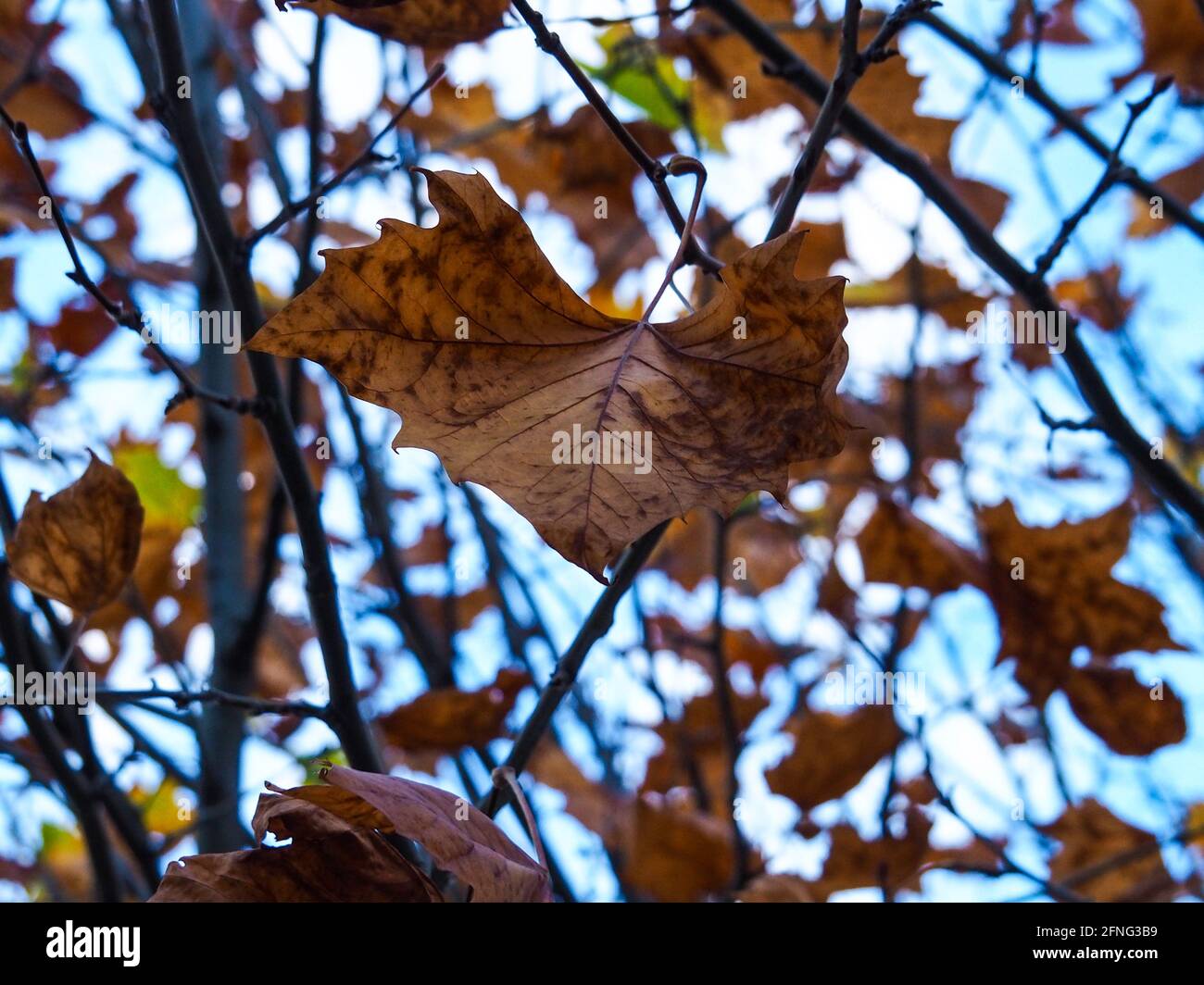 Nahaufnahme von knusprig braunen Herbstblättern, die bereit sind, gegen sie zu fallen Ein blauer Himmel Hintergrund Stockfoto