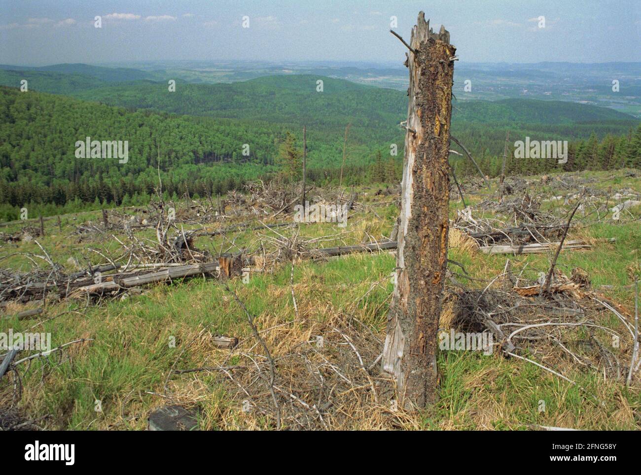 Natur / Landschaft / 1991 Tote Bäume in Tschechien, Grenze zum sächsischen Zinnwald. Die Bäume auf den Hügeln werden alle durch die Abgase der Braunkohlepflanzen zerstört. Auf der deutschen Seite der Grenze sind die toten Bäume weggeräumt worden, auf der tschechischen Seite ist alles zurückgelassen worden. // Natur / Waldeinschlag / Energie / Kohle / Bundesländer / Umwelt [automatisierte Übersetzung] Stockfoto