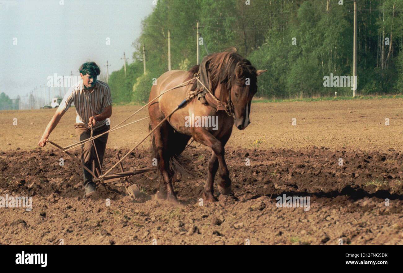 Baltikum / Lettland / Landwirtschaft / 1998 Kleinbauern mit Pferden, die auf dem Feld arbeiten. Südlich von Riga // Landwirt / Feldarbeit / Tiere / Baltische Staaten / Landwirtschaft / Arbeit [automatisierte Übersetzung] Stockfoto