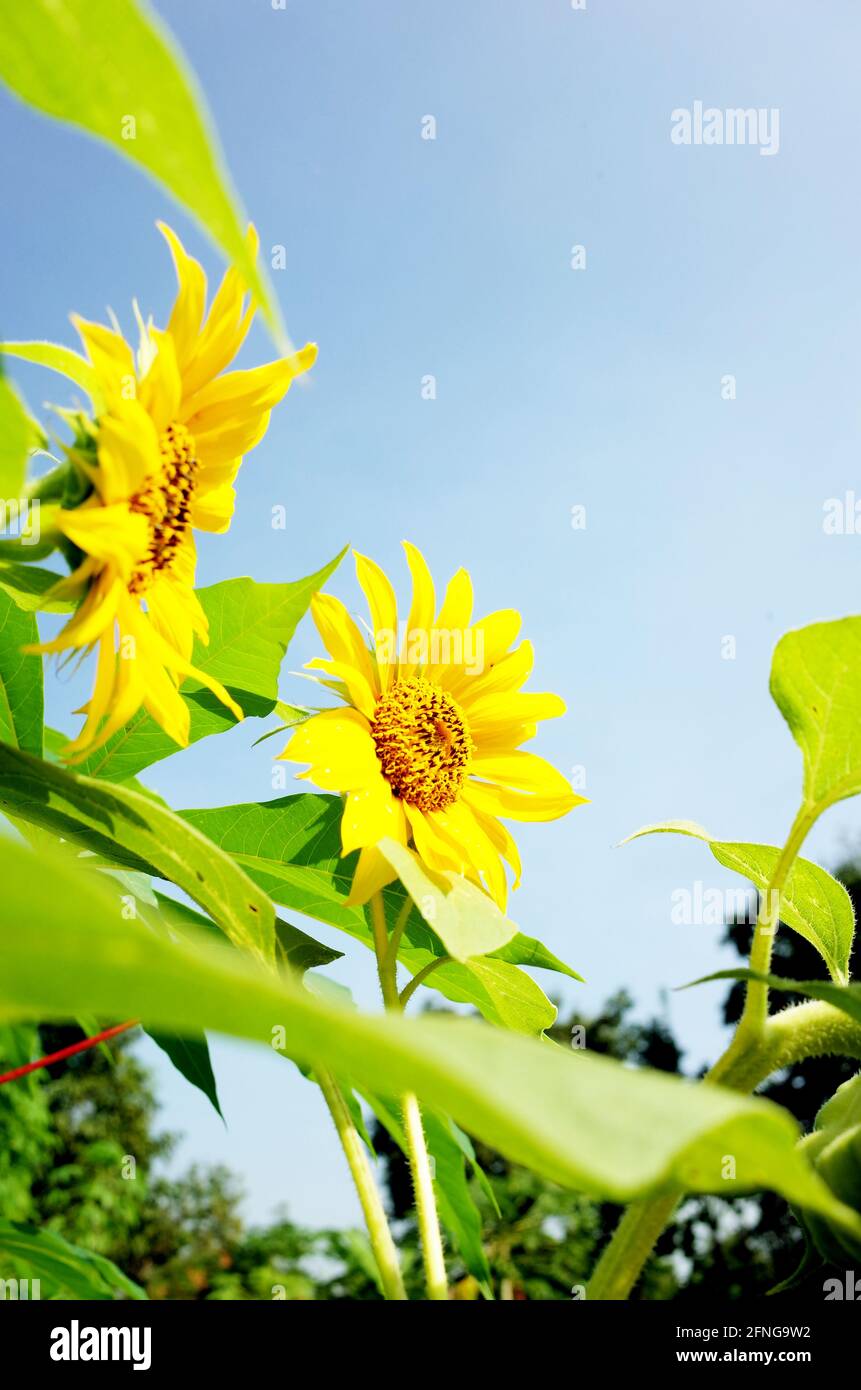 Sonnenblumengarten an sonnigen Tagen Stockfoto