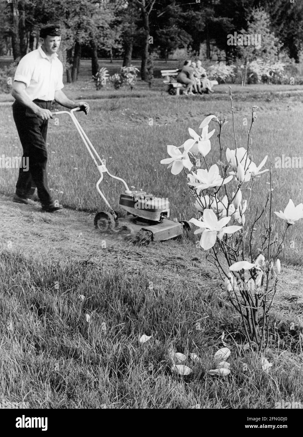 Rasenmähen im Stadtpark, 60er Jahre [automatisierte Übersetzung] Stockfoto