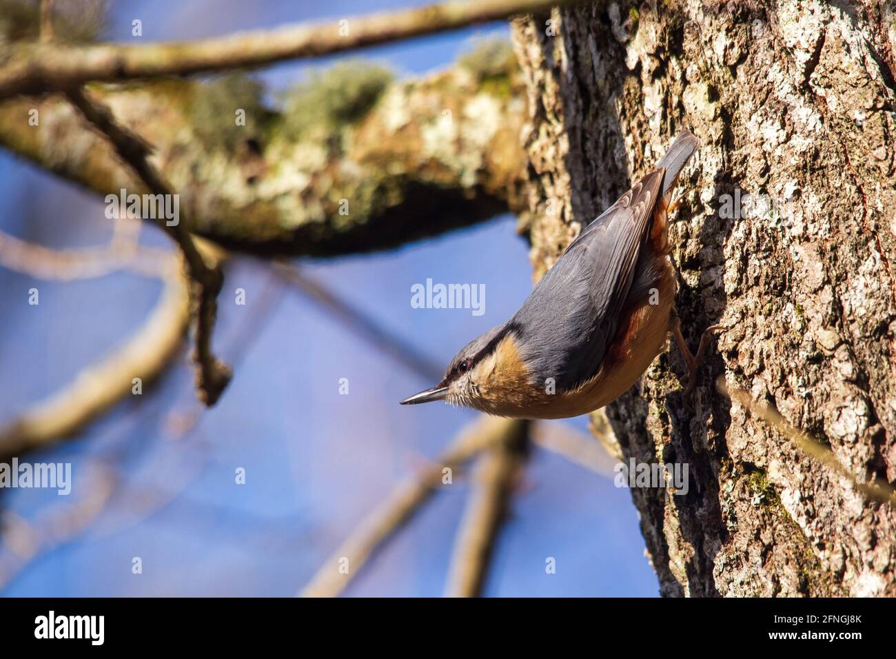 Kleiber in klassischer pose Stockfoto