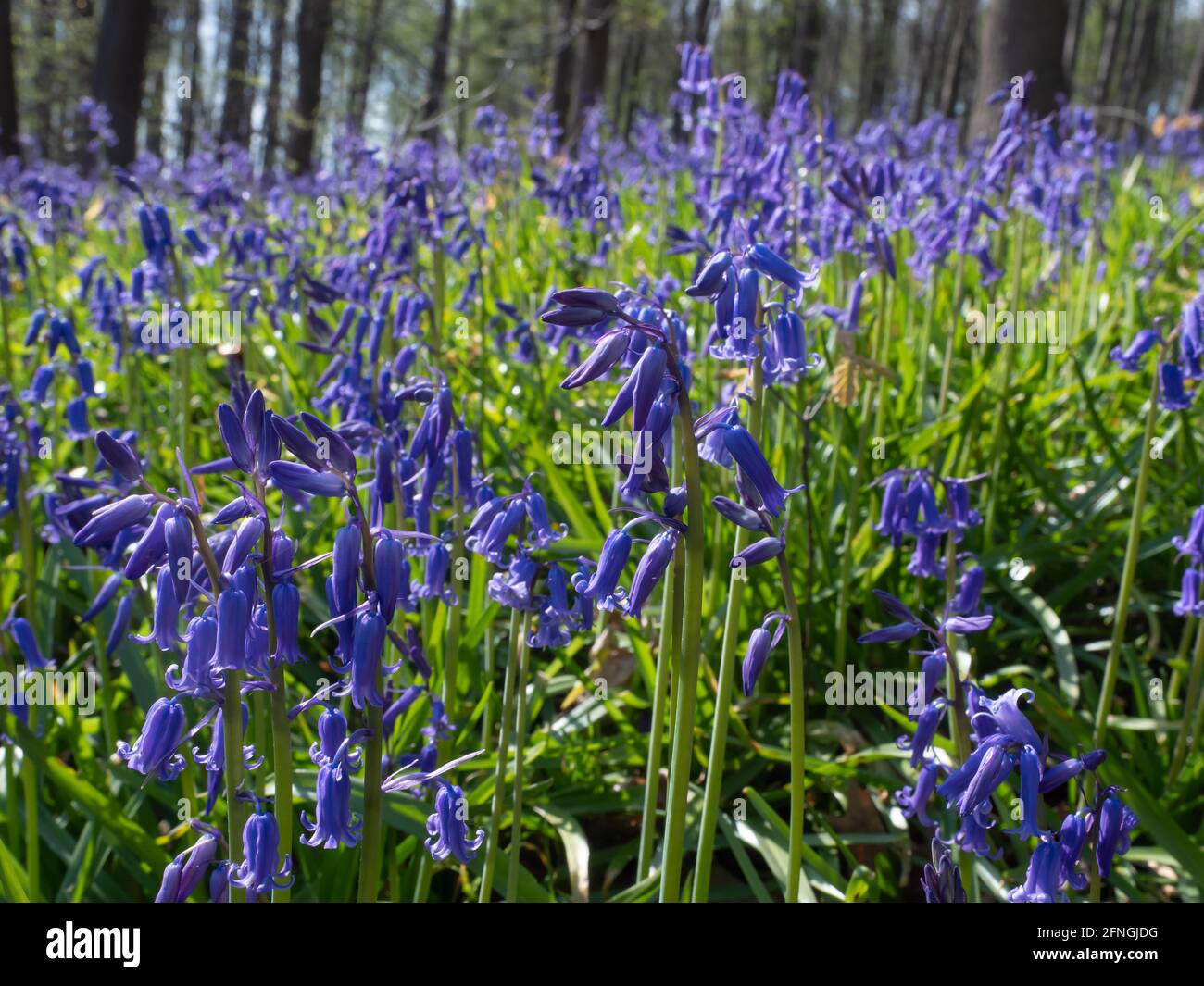 Atlantic bluebell, Hyacinthoides non-scripta, Nordrhein-Westfalen, Deutschland Stockfoto