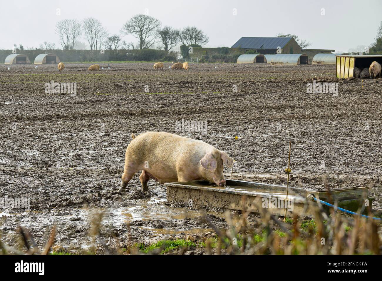 Freilandschwein auf dem Bauernhof Stockfoto