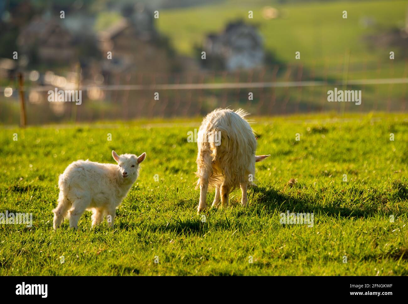 Eine Herde weißer Ziegen, die auf der Bergwiese grasen Stockfoto