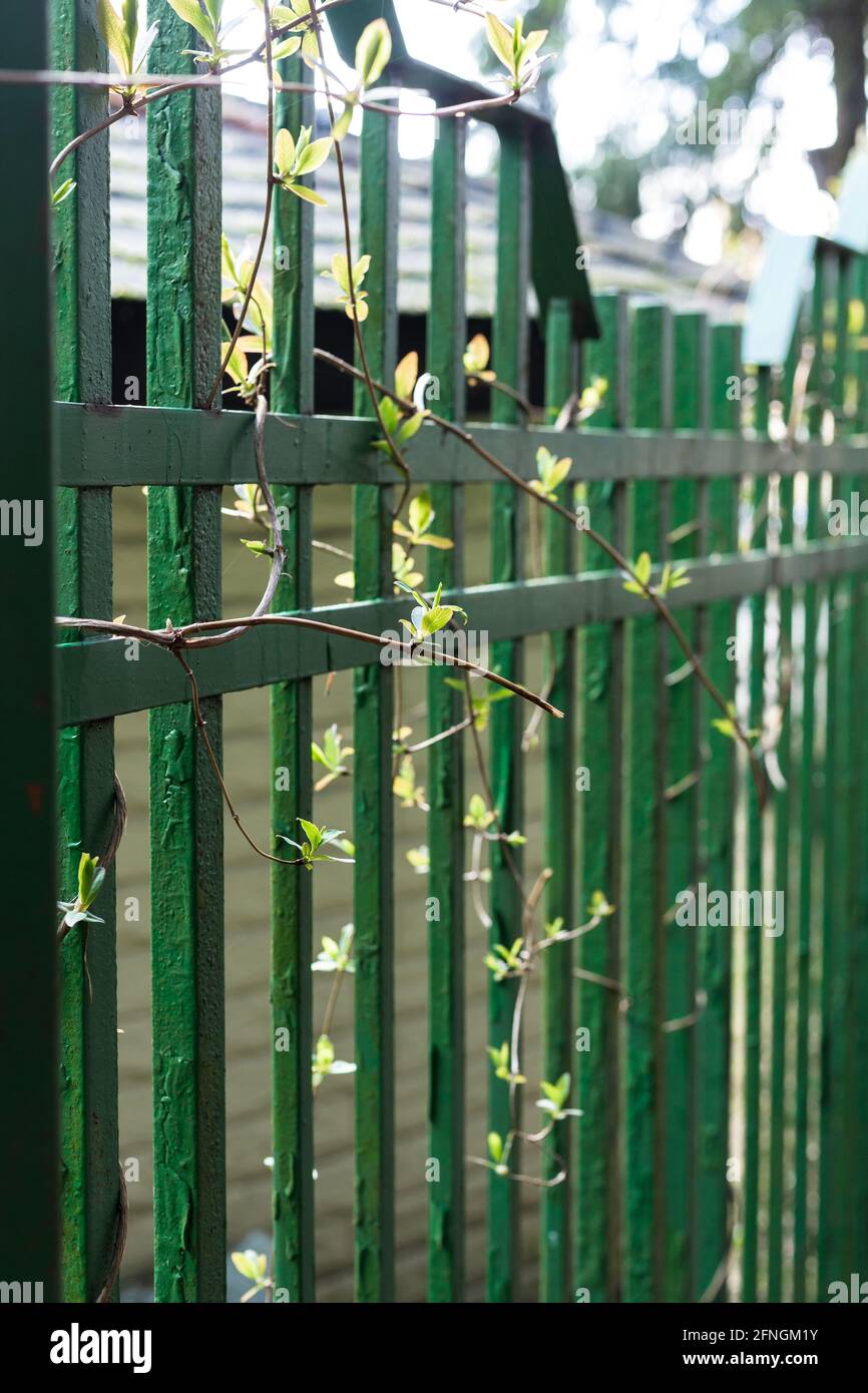 Metallzaun mit Ästen wilder Trauben. Stockfoto
