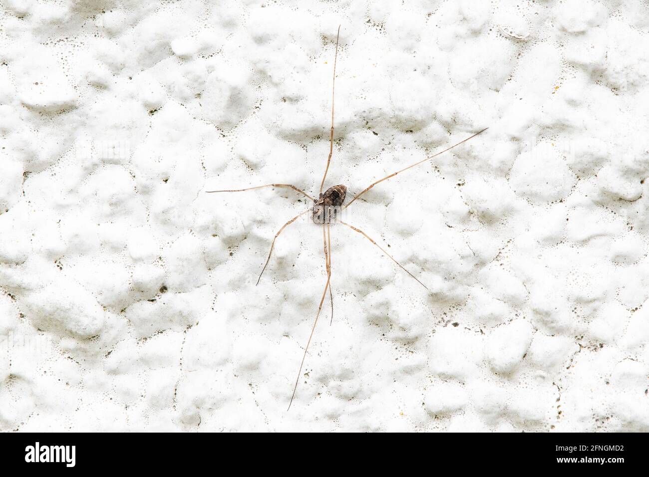 Harvestman - pal angium opilio - oder Dade lange Beine - mit sieben Beinen, eines wahrscheinlich verloren Autotomie während der Predation - auf bemalten Raufußwand - UK Stockfoto