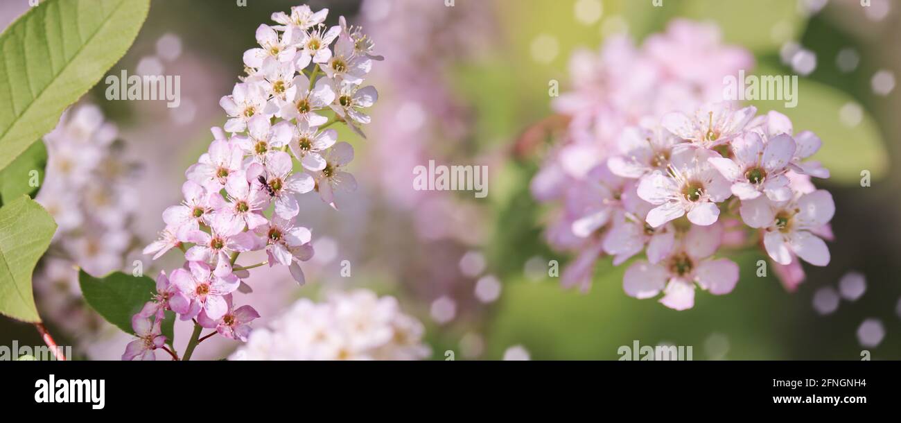 Frühling-Sommer Hintergrund - weiße Blütenstände von Vogelkirsche. Stampfen und Staubgefäße mit Pollen. Stockfoto