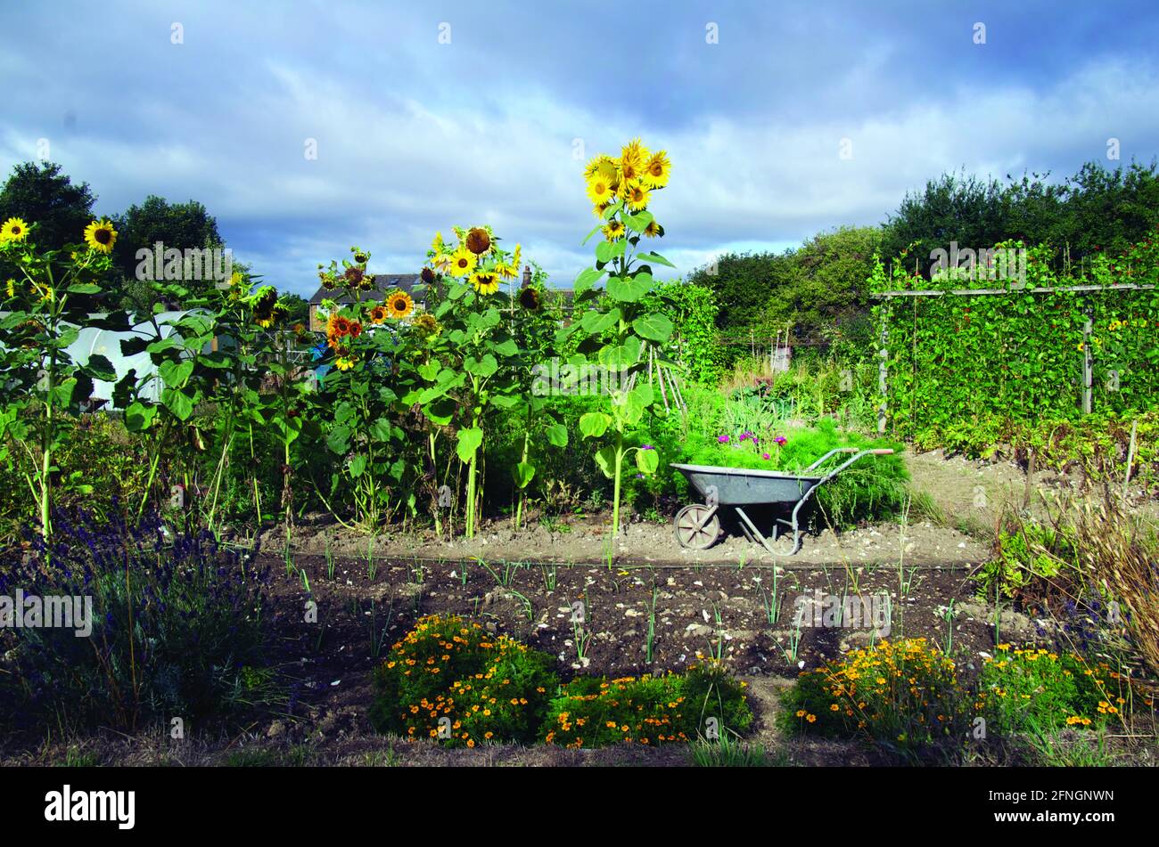Zuteilung mit Sonnenblumen und Schubkarre an einem sonnigen und stürmischen Augusttag. Chesham, Buckinghamshire. Stockfoto