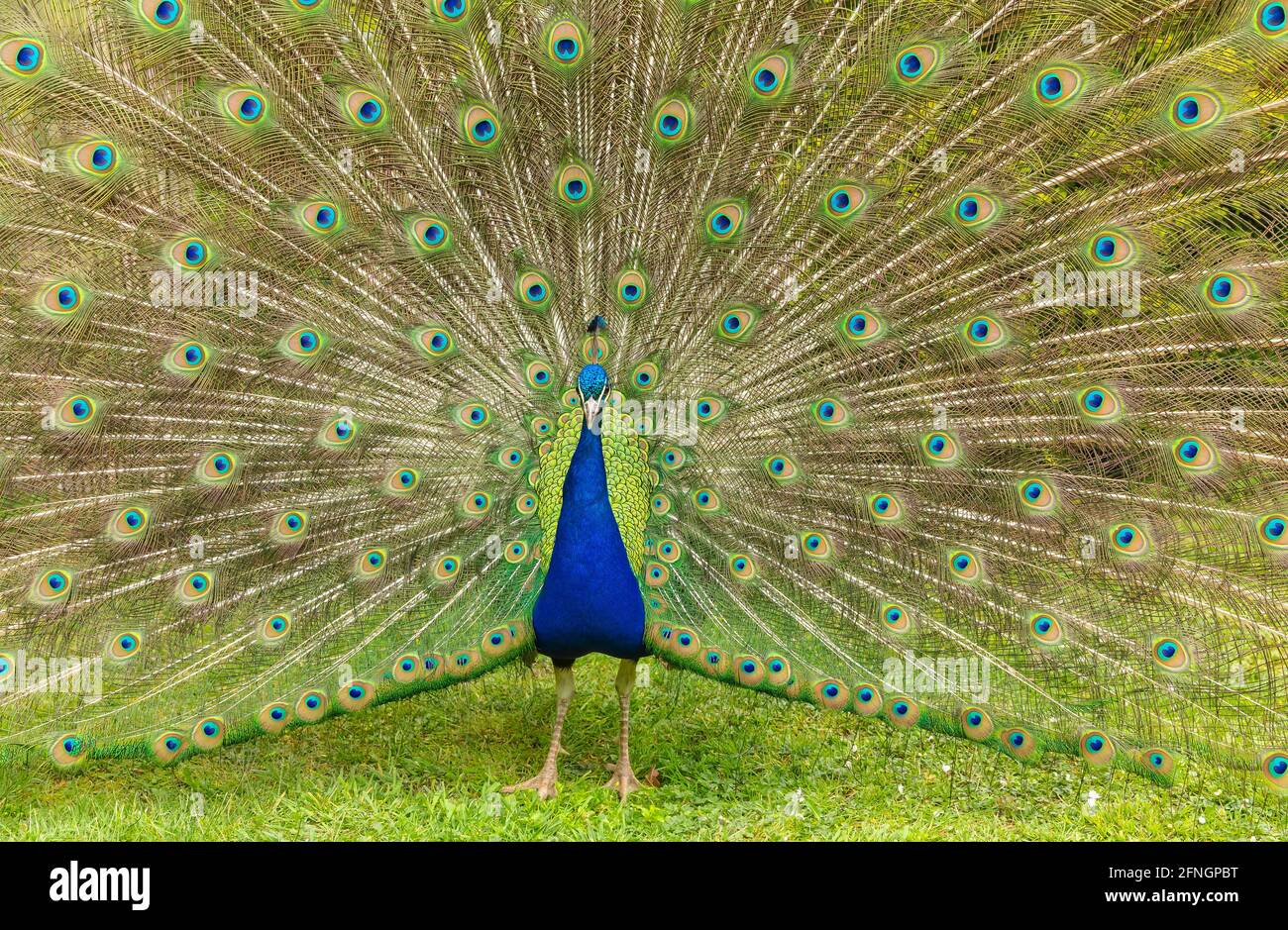 Blauer Pfauenmännchen, der seine bunten Schwanzfedern mit schillernden Farben zeigt Augen und sie während der Brut auf volle Höhe auffächeln Saison zu gewinnen Stockfoto