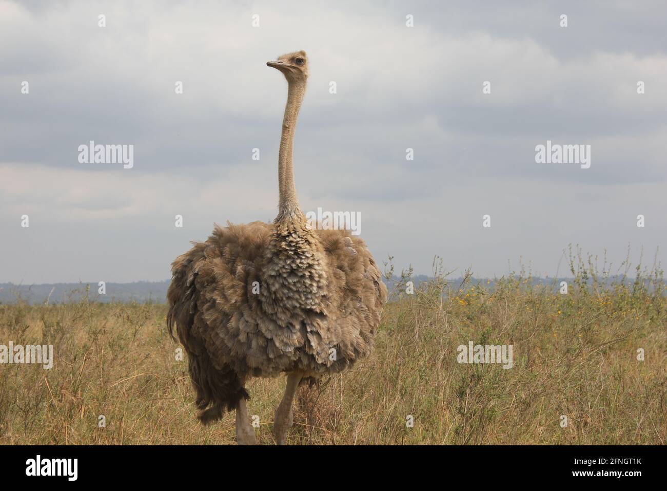 Wasserbüffel-Safari Stockfoto