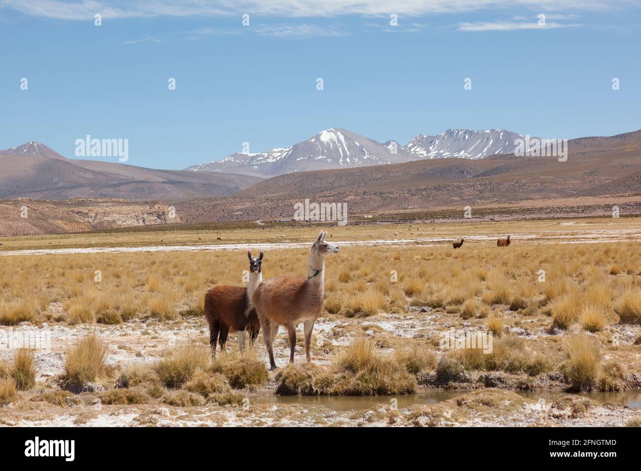 Lamas durchstreifen Boliviens Wüstenlandschaft. Häufig in den südamerikanischen Wüstenregionen, weit verbreitet als Fleisch- und Packtier Stockfoto