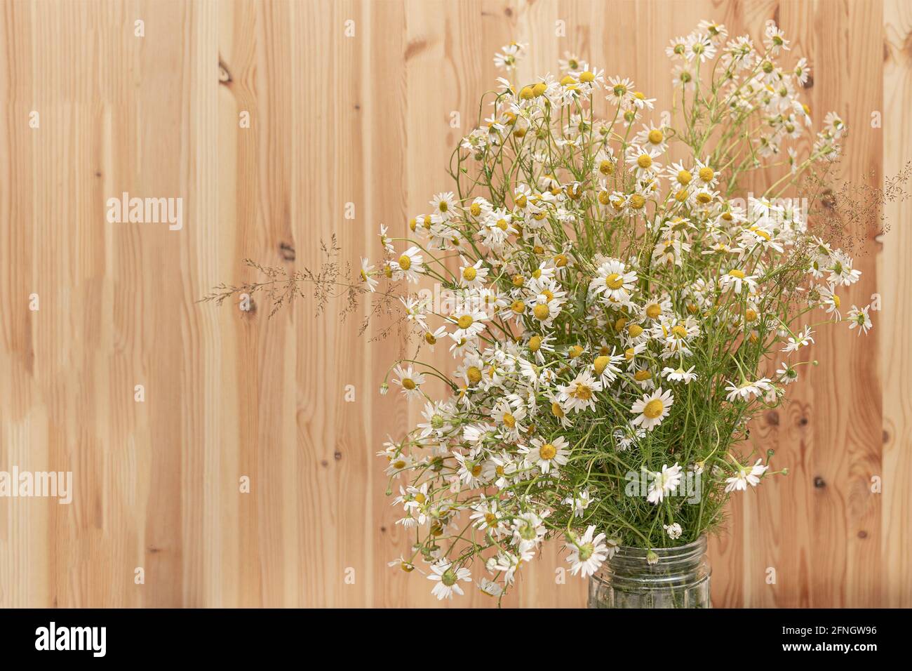 Kamillenblüten frisches Bouquet mit einer natürlichen Holzwand Stockfoto