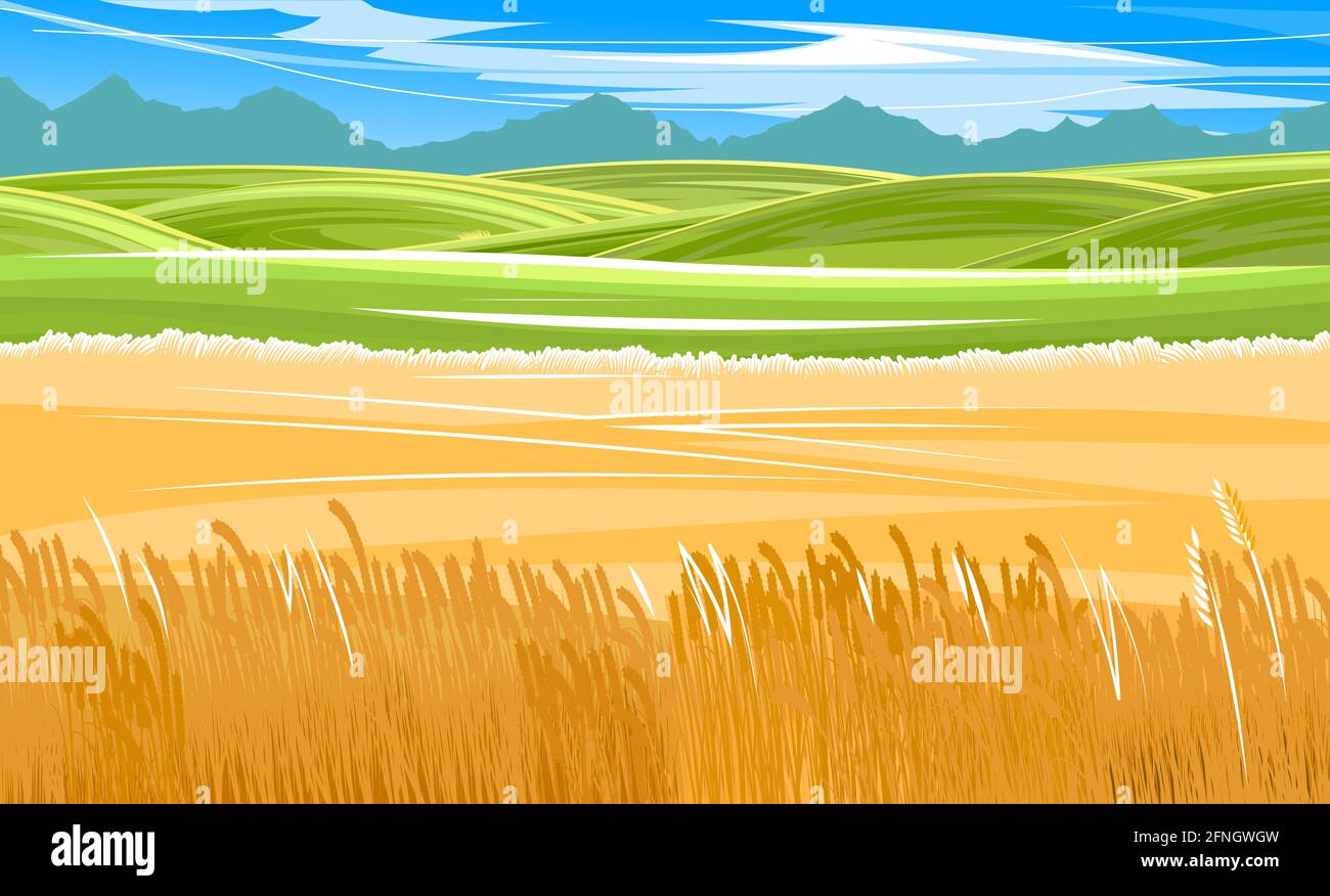 Weizenfelder. Ländliche Dorflandschaft. Wiesenhügel und Weiden. Ähren von Getreide: Gerste, Roggen. Sommer rustikale Farmlandschaft. Himmel und Wolken Stock Vektor