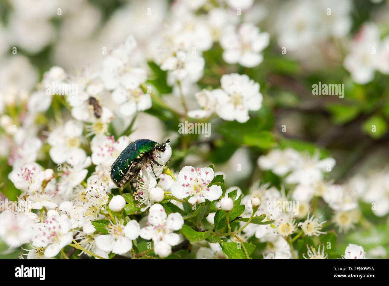 Porträt eines Blumenkäffers (Cetonia aurata) Auf den weißen Blüten des gemeinen Weißdorns (Crataegus monogyna) Stockfoto