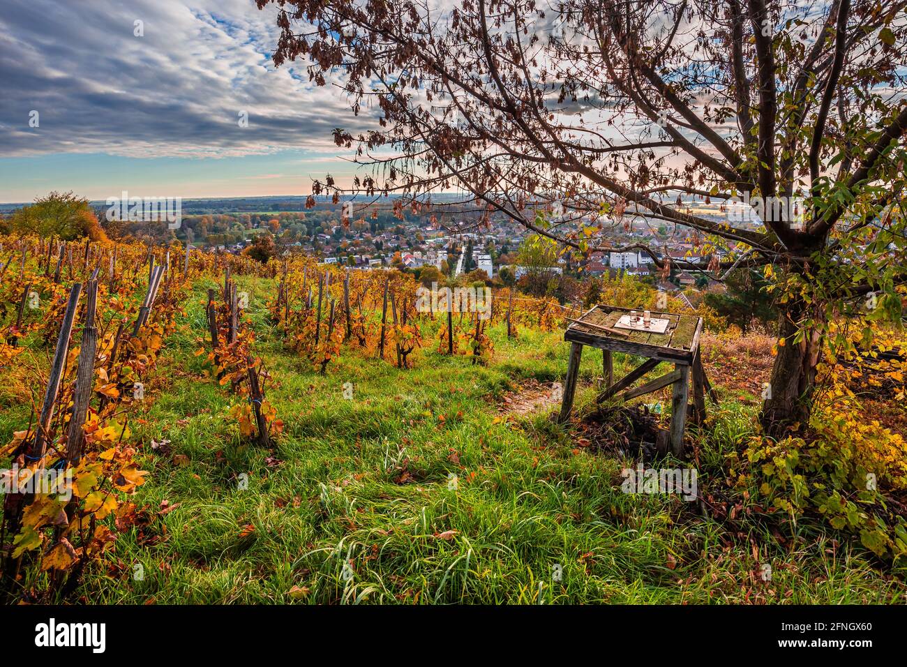 Tokaj, Ungarn - die weltberühmten ungarischen Weinberge der Tokajer Weinregion mit grünem Gras, altem Holztisch und Baum bei Sonnenaufgang auf einem warmen, gol genommen Stockfoto