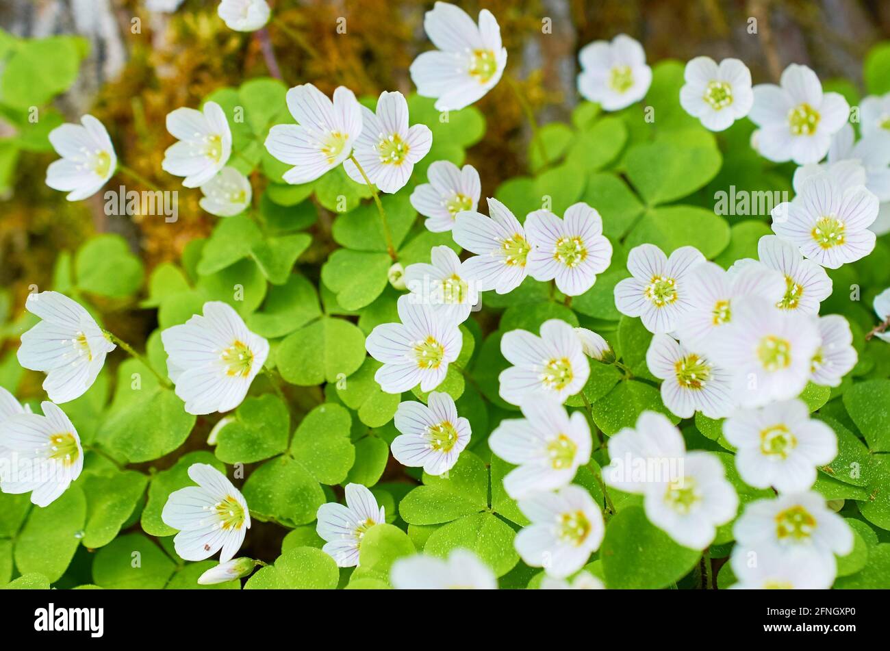 Hintergrund von grünen Blättern und weißen Blüten der Oxalis Acetosella Stockfoto
