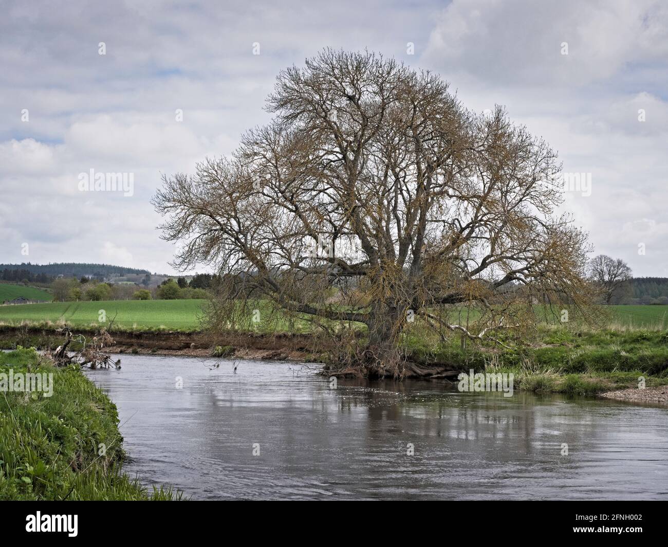 Weidenbaum am Ufer des Flusses Don in Aberdeenshire Stockfoto