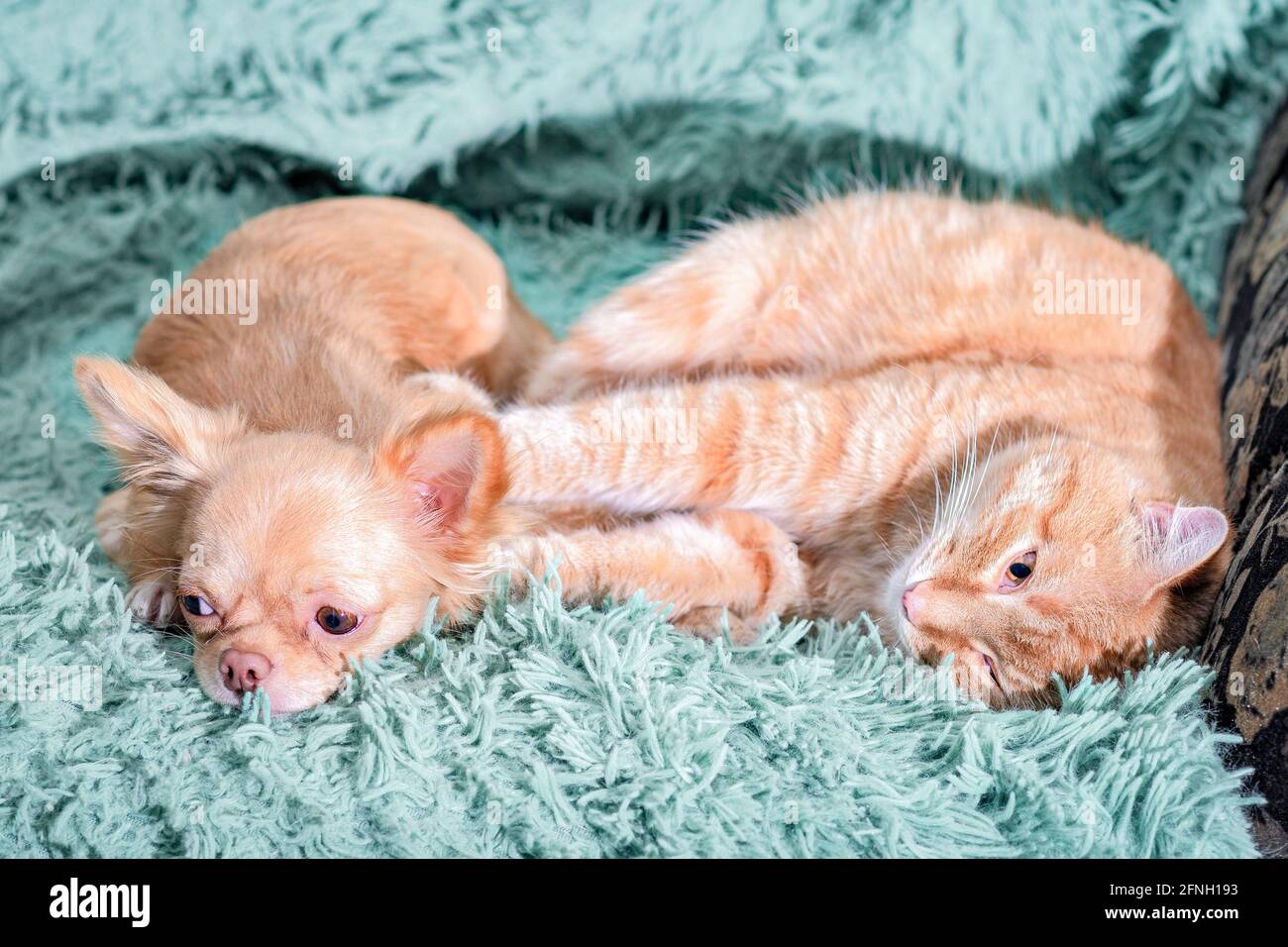 Chihuahua roter Welpe und Katze liegen auf dem Sofa auf einer grünen Decke im Zimmer. Die Katzenpfoten stoßen den Hund ab Stockfoto