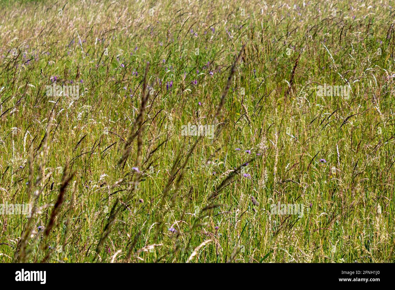 Artenreiche Wiese mit Mischgräsern und Wildblumen im Sommer, naturnaher Grünlandlebensraum, Deutschland Stockfoto