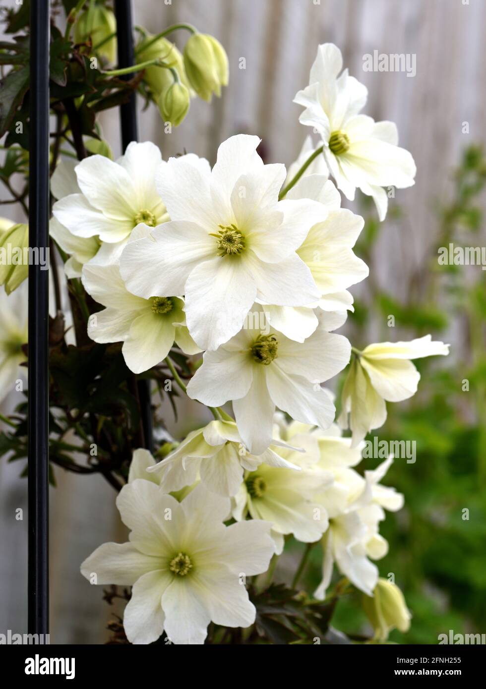 Eine weiße Blume der Clematis Avalanche. Stockfoto