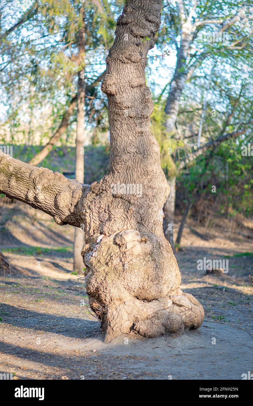Der Stamm des Baumes ist bizarr geformt Stockfoto