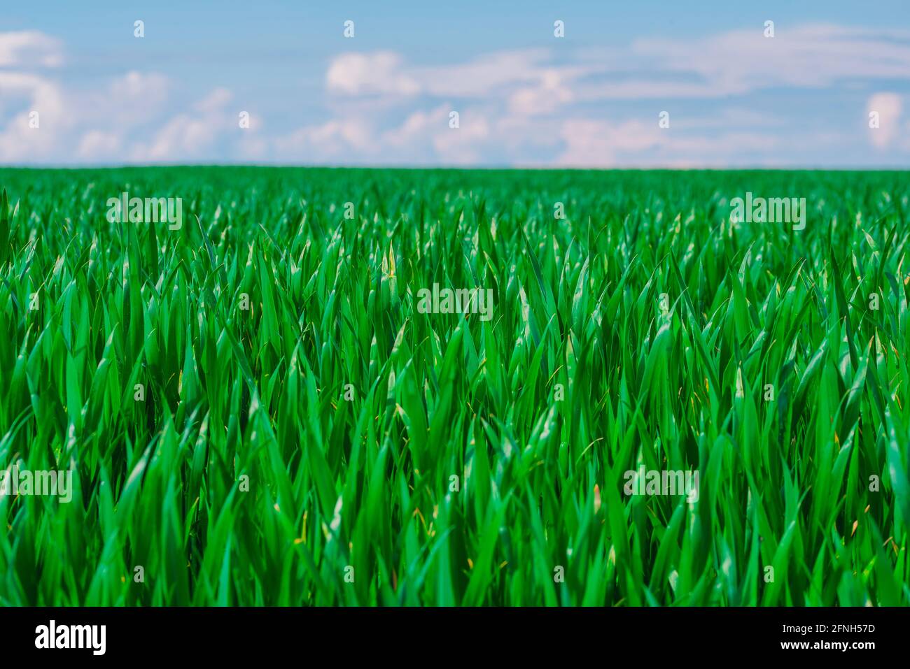Nahaufnahme von üppig grünen Pflanzen, die auf dem Feld vor blauem Himmel wachsen, Naturhintergrund Stockfoto